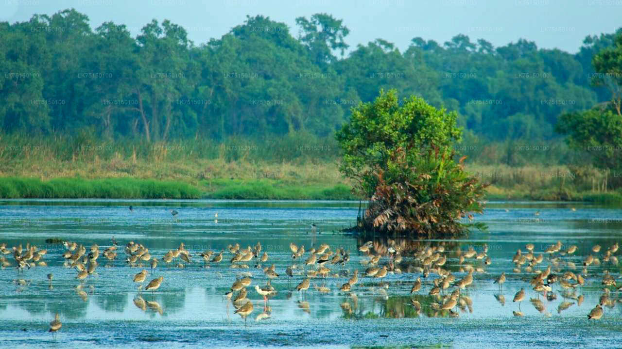 Vogelbeobachtung im Anawilundawa-Schutzgebiet von Kalpitiya aus