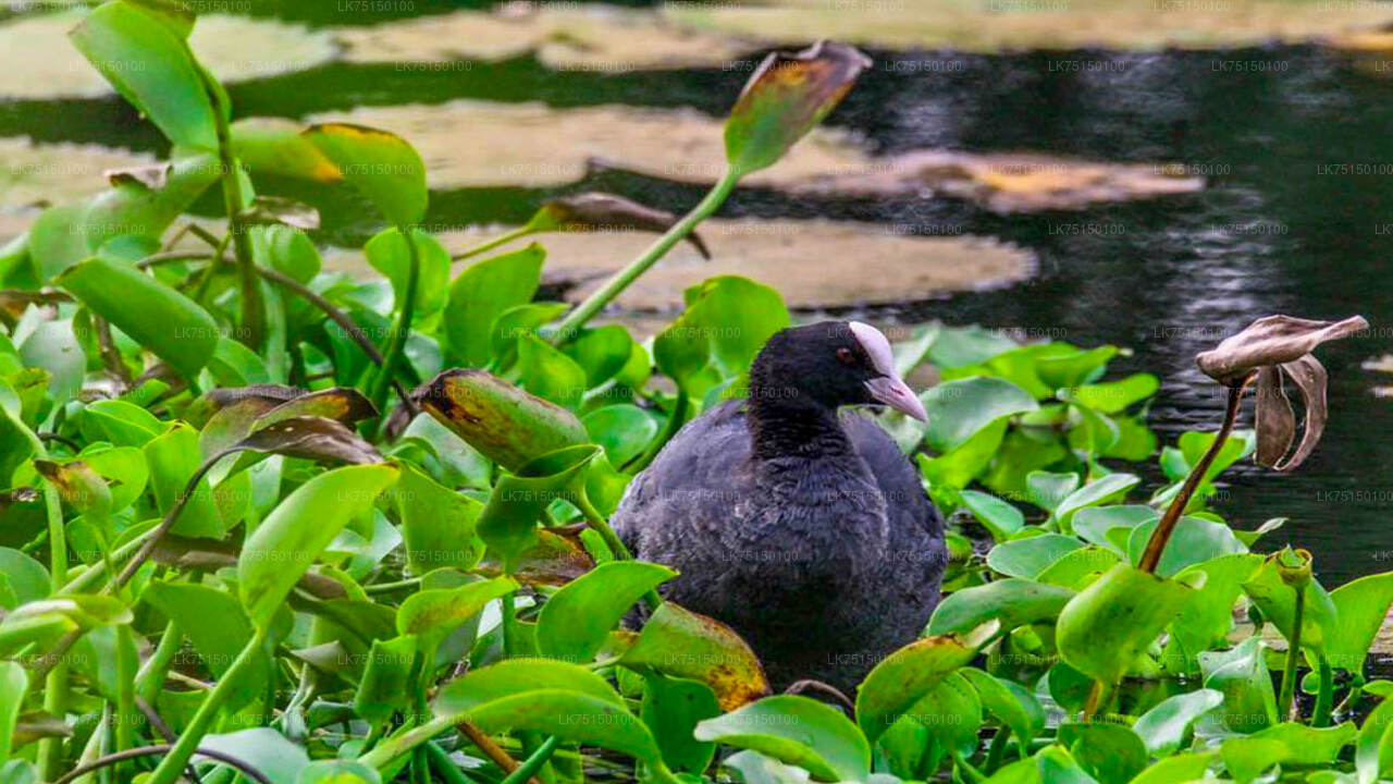 Vogelbeobachtung im Anawilundawa-Schutzgebiet von Kalpitiya aus