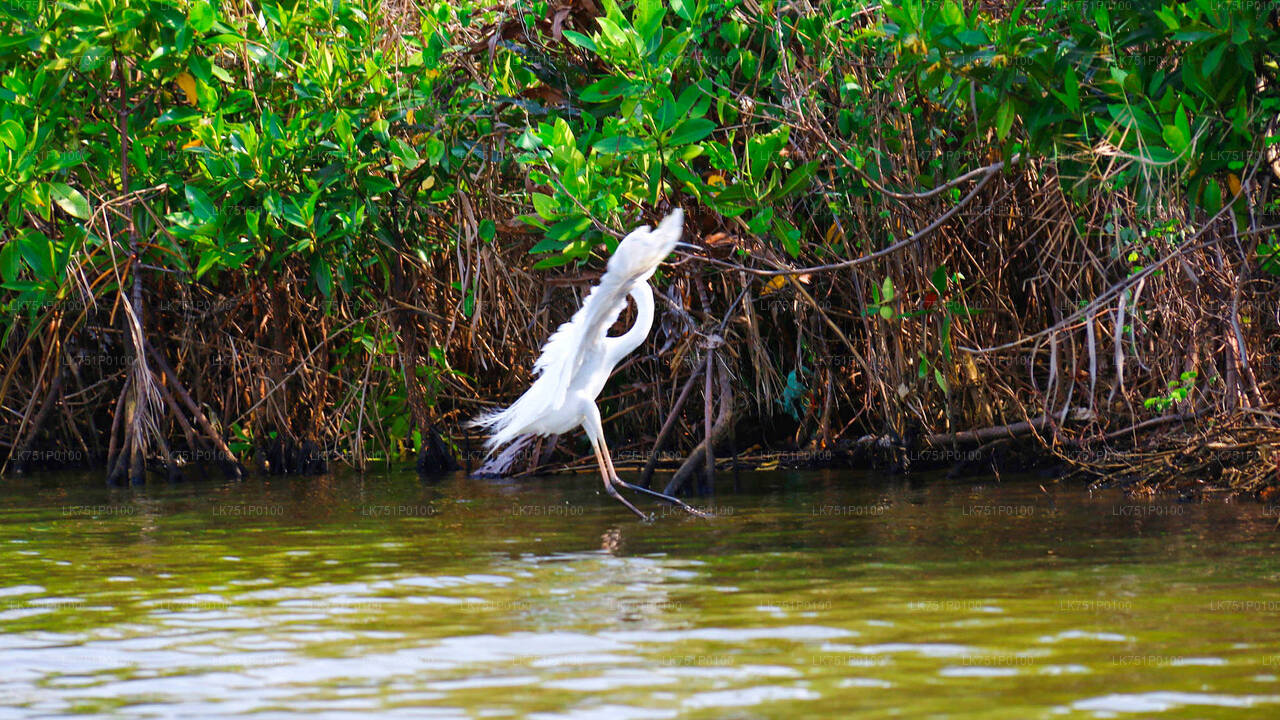 Vogelbeobachtung im Muthurajawela Marsh von Negombo aus