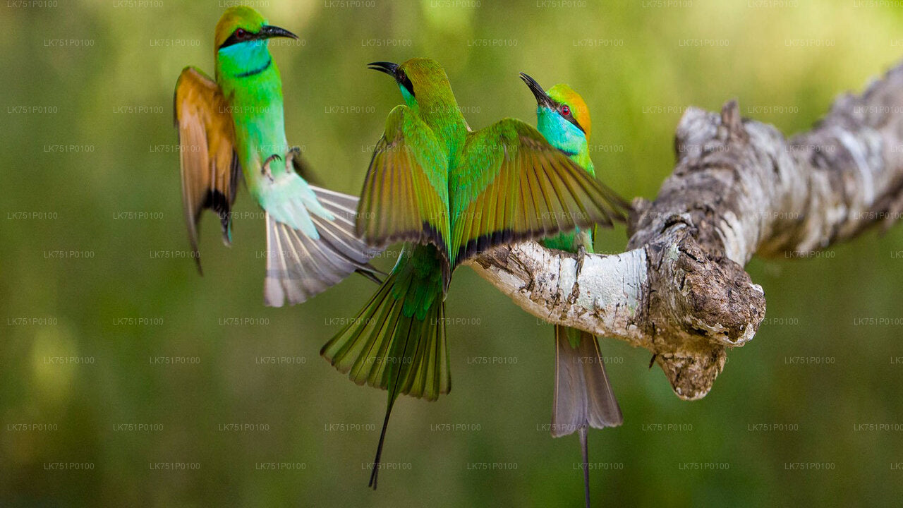 Vogelbeobachtung im Muthurajawela Marsh von Negombo aus
