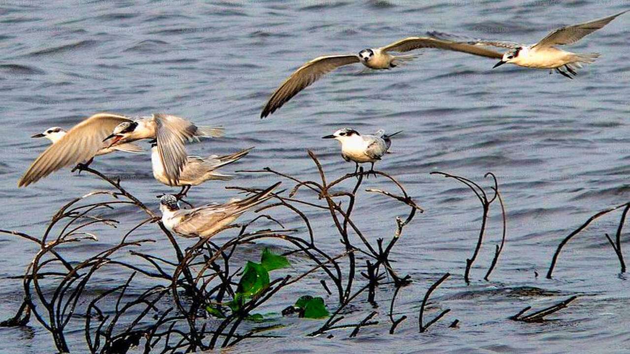 Vogelbeobachtung im Muthurajawela Marsh von Negombo aus
