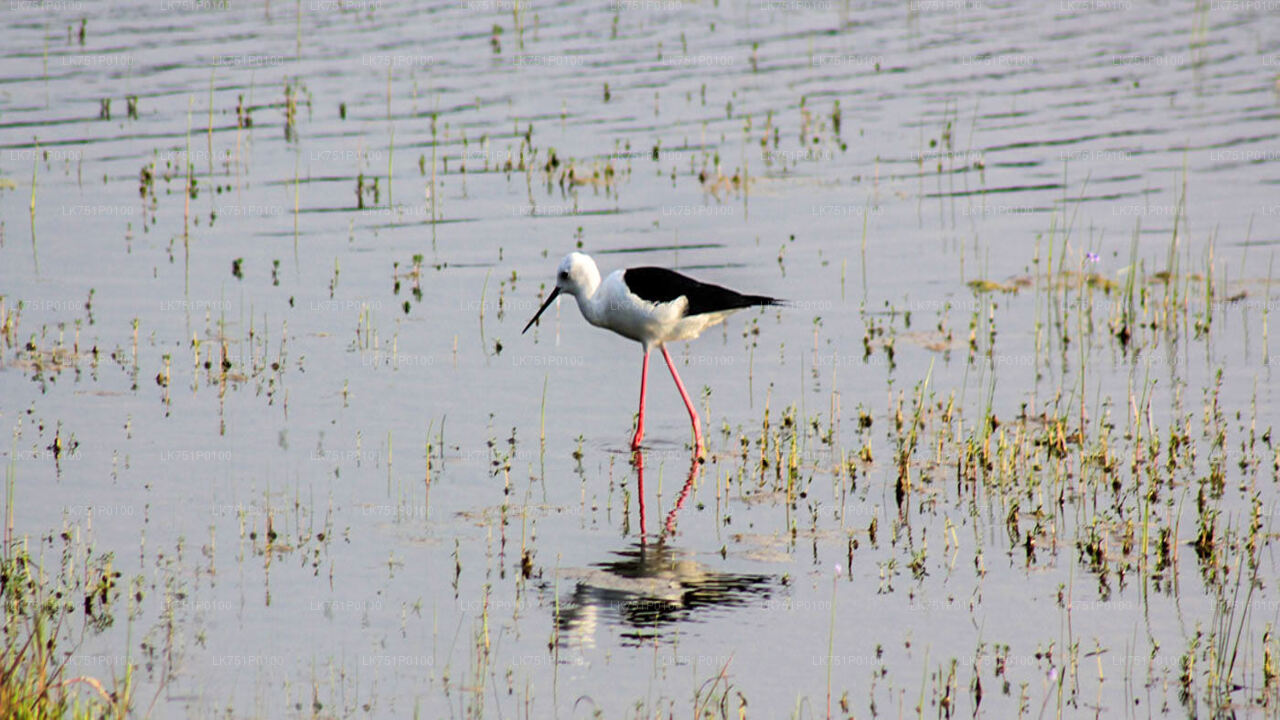 Vogelbeobachtung im Muthurajawela Marsh von Negombo aus