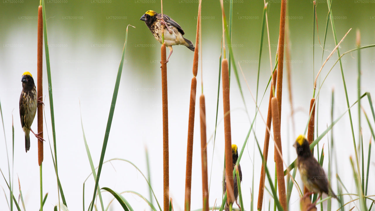 Vogelbeobachtung von Sigiriya aus