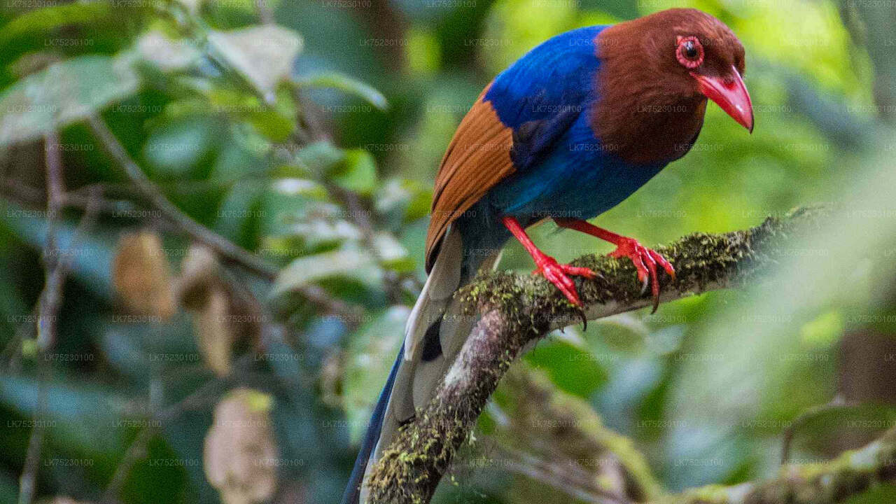 Bootsfahrt zur Vogelbeobachtung im Kalametiya Sanctuary