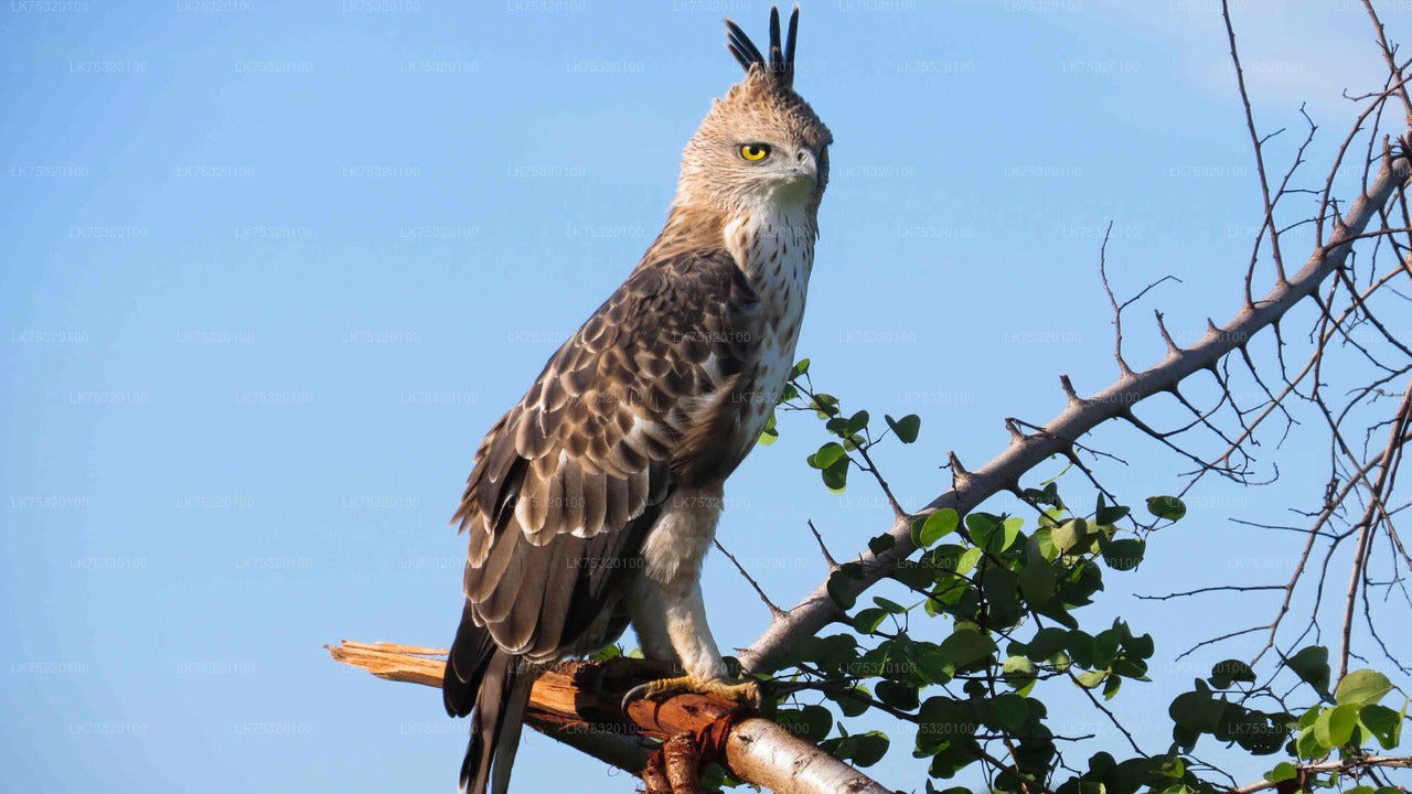 Vogelbeobachtung von Habarana aus