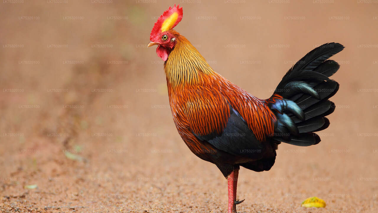 Vogelbeobachtung von Habarana aus