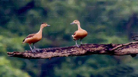 Vogelbeobachtung in Ritigala von Habarana aus