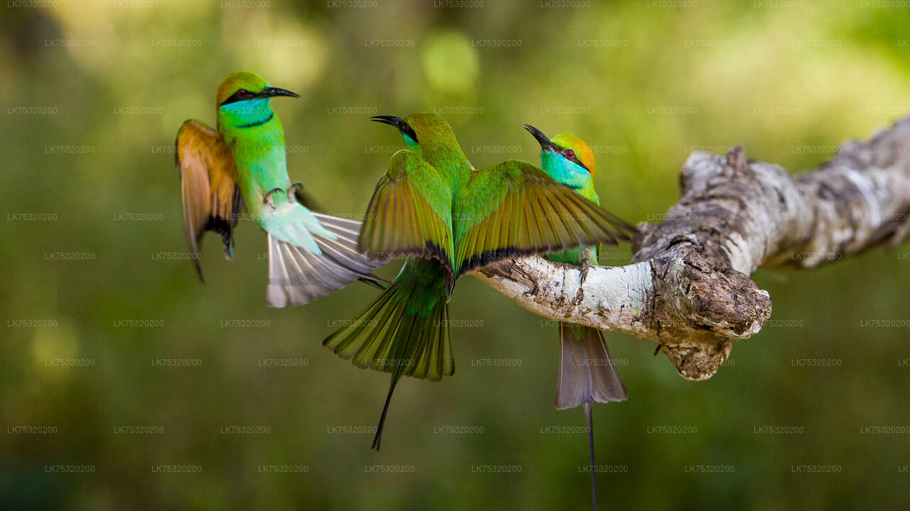 Vogelbeobachtung in Ritigala von Habarana aus
