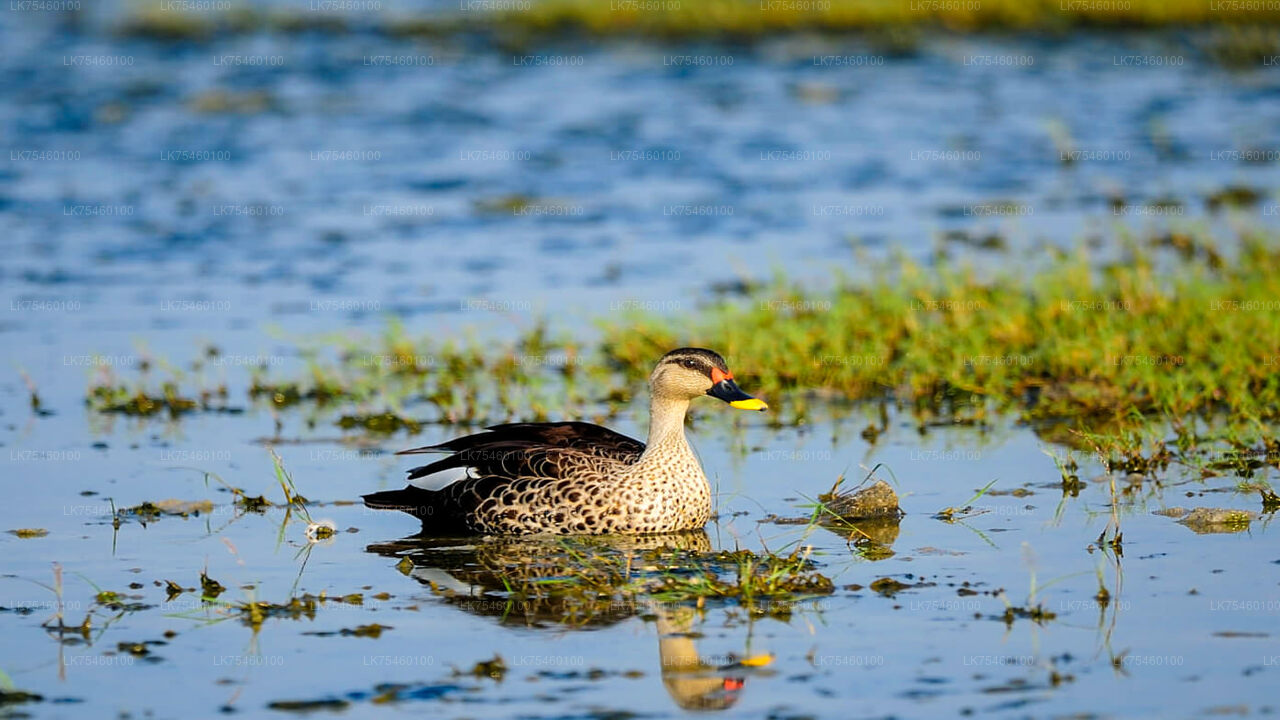 Vogelbeobachtungsspaziergang auf der Insel Mannar