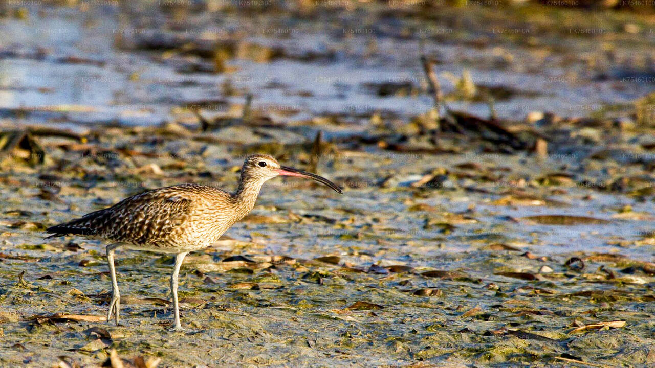 Vogelbeobachtungsspaziergang auf der Insel Mannar