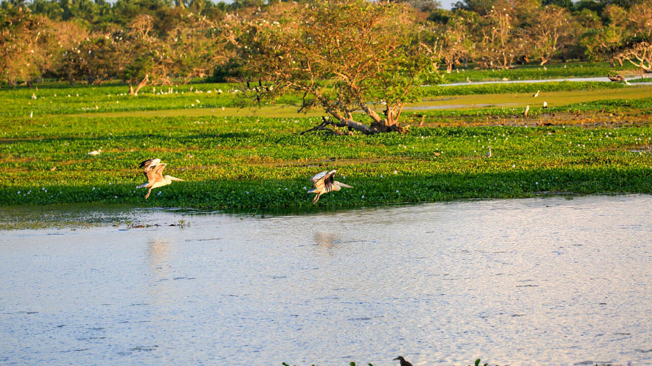 Vogelbeobachtungsspaziergang auf der Insel Mannar