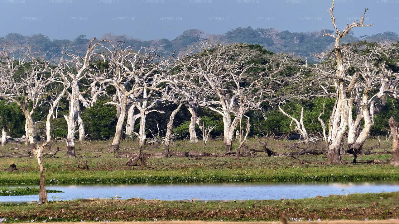 Vogelbeobachtungssafari im Kumana-Nationalpark