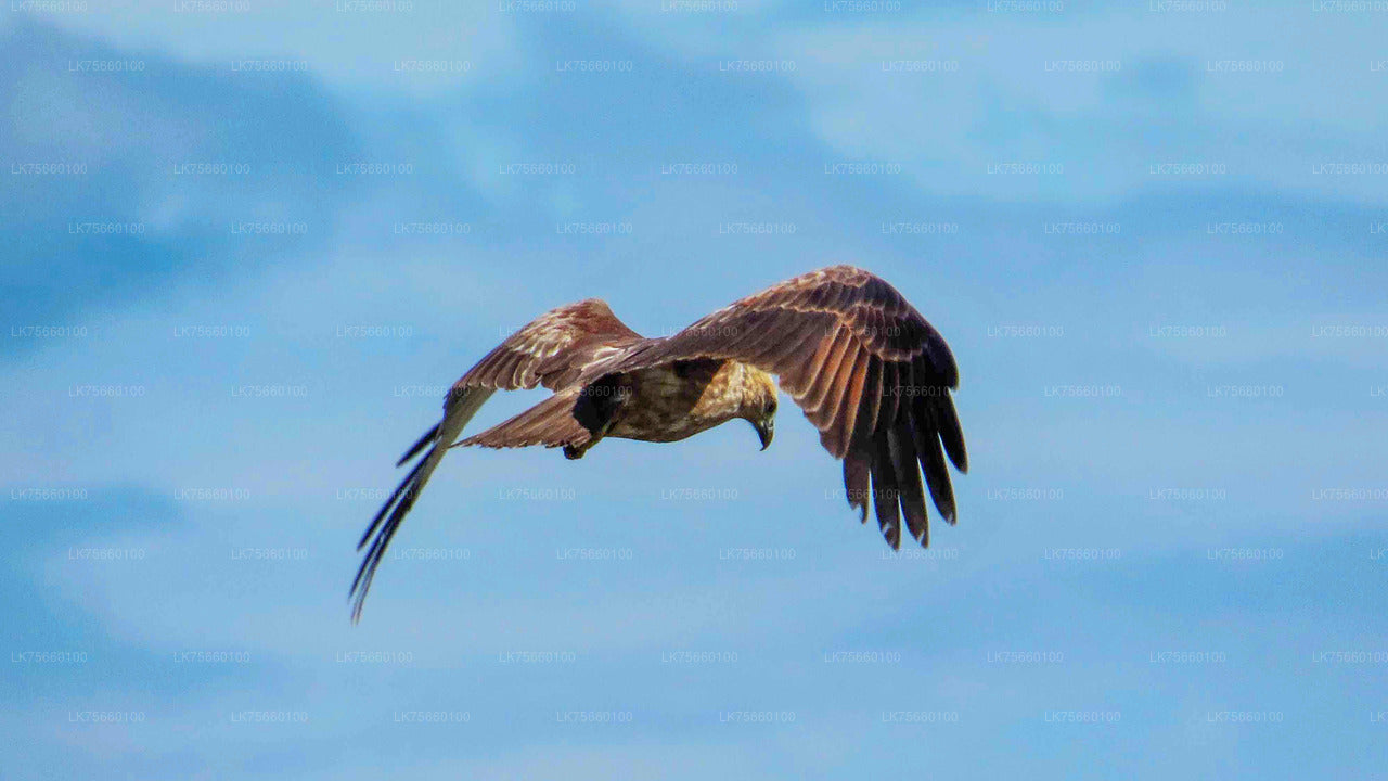 Vogelbeobachtung im Thalangama-Feuchtgebiet vom Mount Lavinia aus
