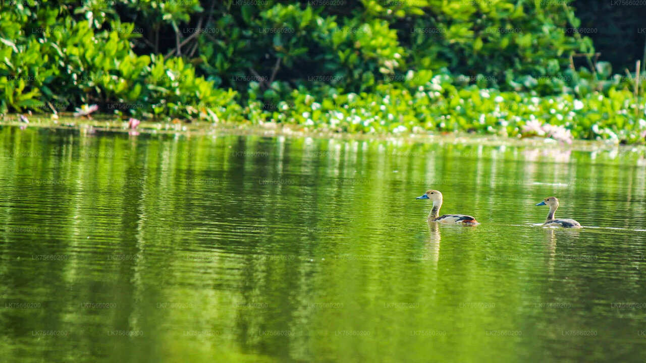 Vogelbeobachtung im Muthurajawela Marsh vom Mount Lavinia aus