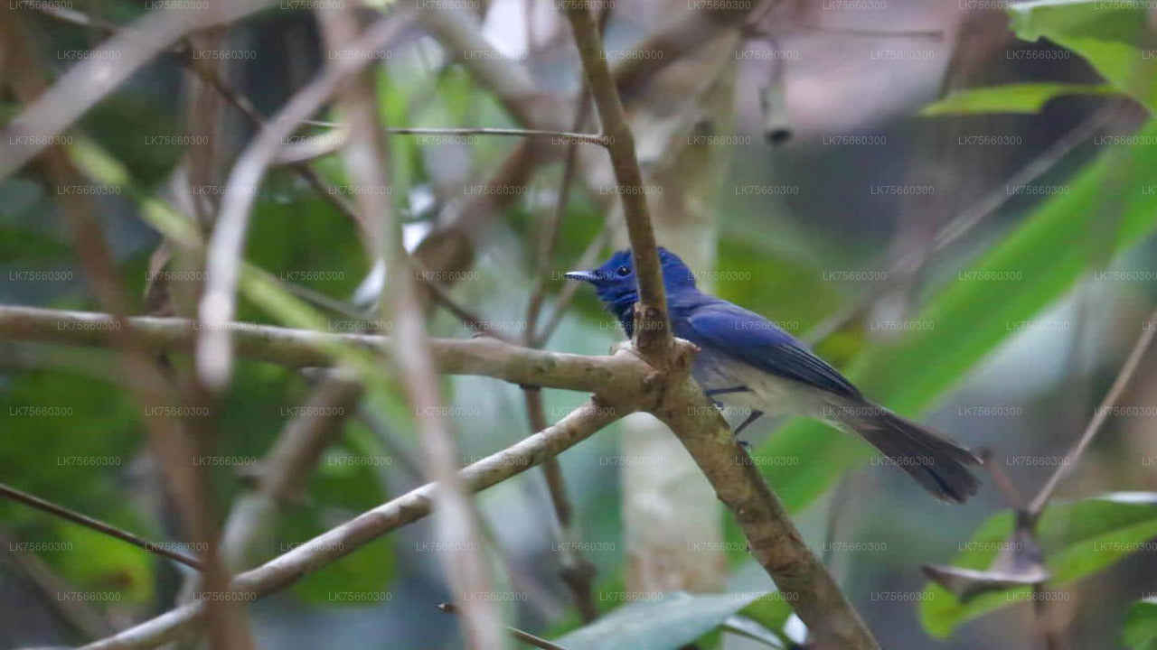 Vogelbeobachtung in Kitulgala vom Mount Lavinia aus