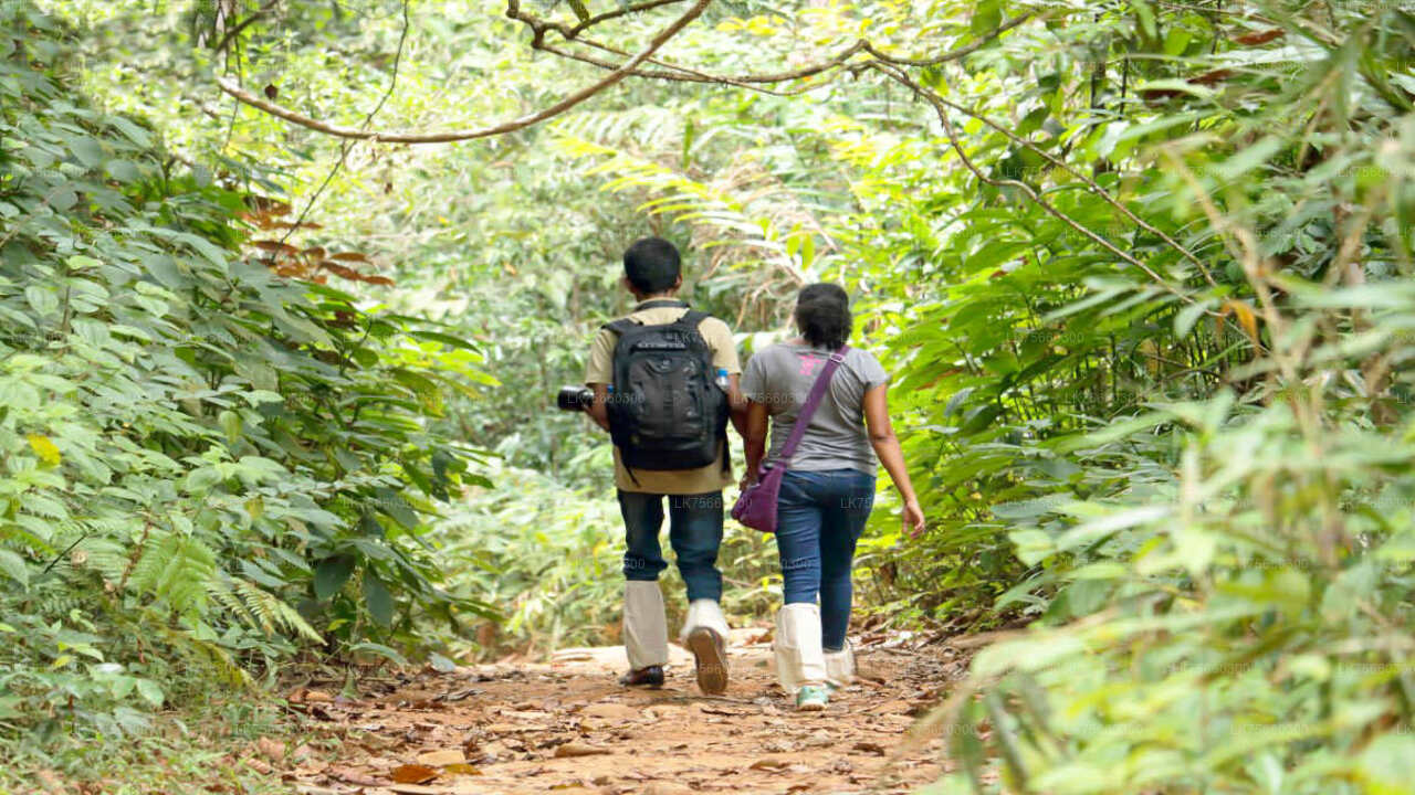 Vogelbeobachtung in Kitulgala vom Mount Lavinia aus