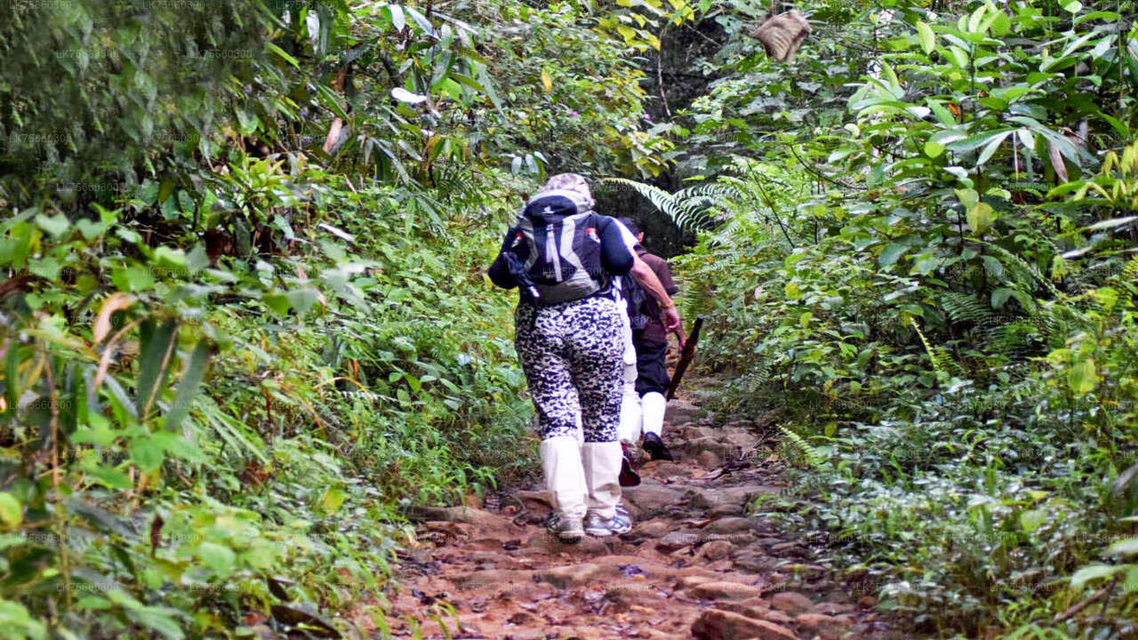 Vogelbeobachtung in Kitulgala vom Mount Lavinia aus