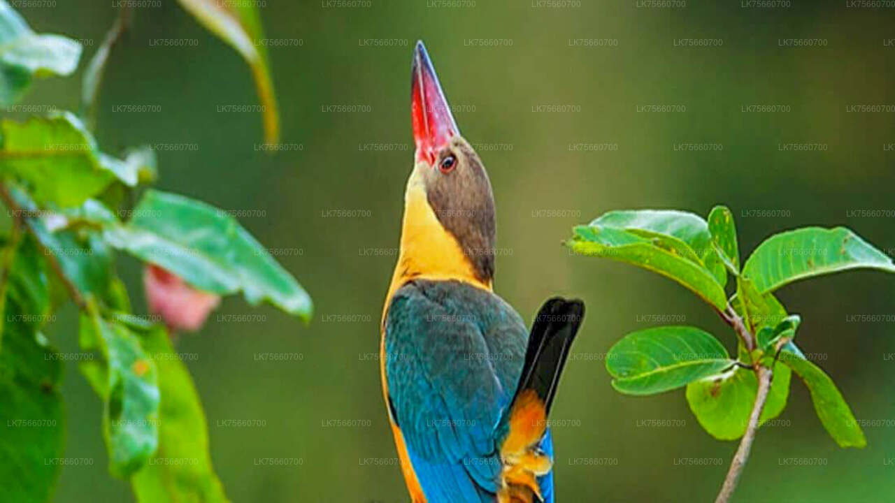 Vogelbeobachtungswanderung im Anawilundawa Sanctuary vom Mount Lavinia aus