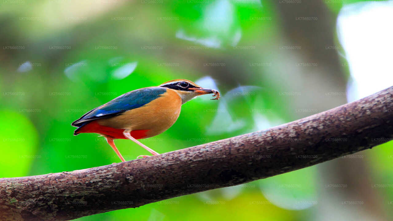 Vogelbeobachtungswanderung im Anawilundawa Sanctuary vom Mount Lavinia aus
