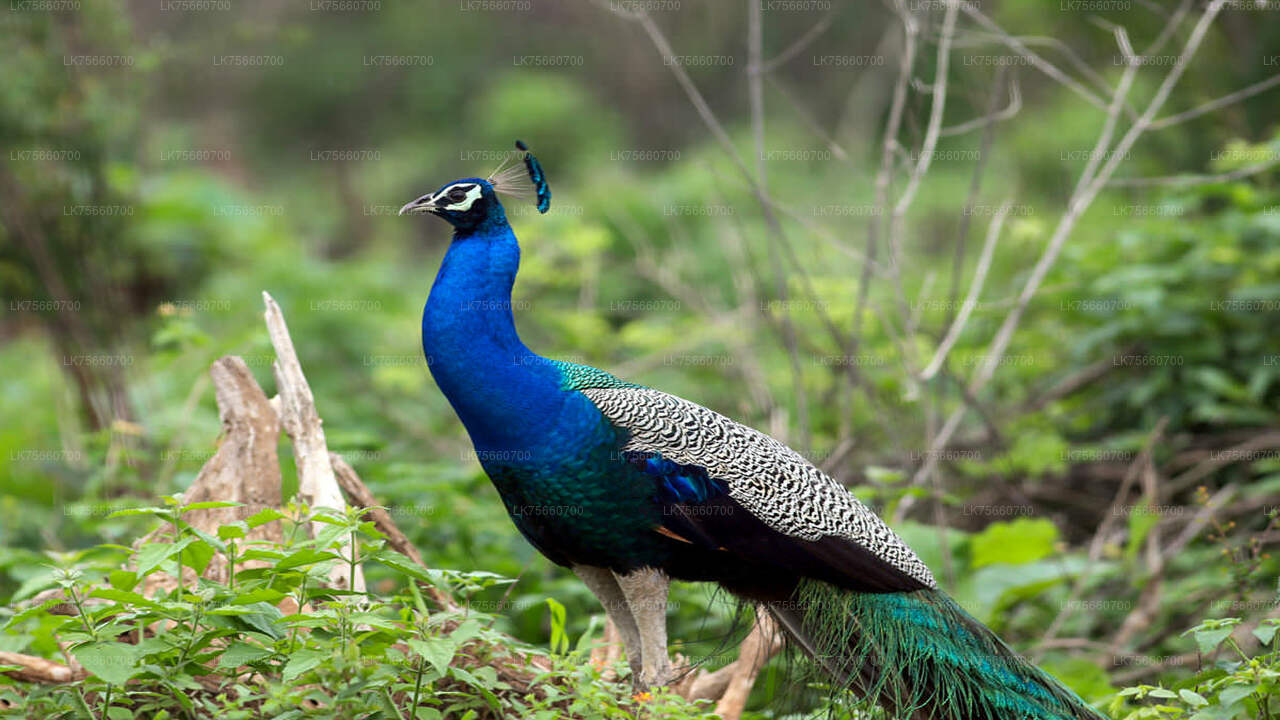 Vogelbeobachtungswanderung im Anawilundawa Sanctuary vom Mount Lavinia aus