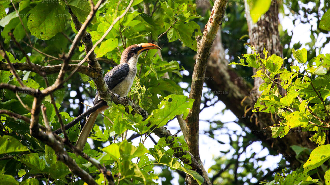 Vogelbeobachtung im Anawilundawa Sanctuary