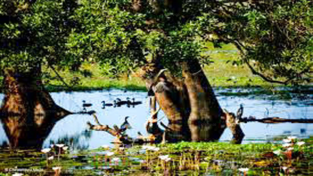 Vogelbeobachtung im Anawilundawa Sanctuary
