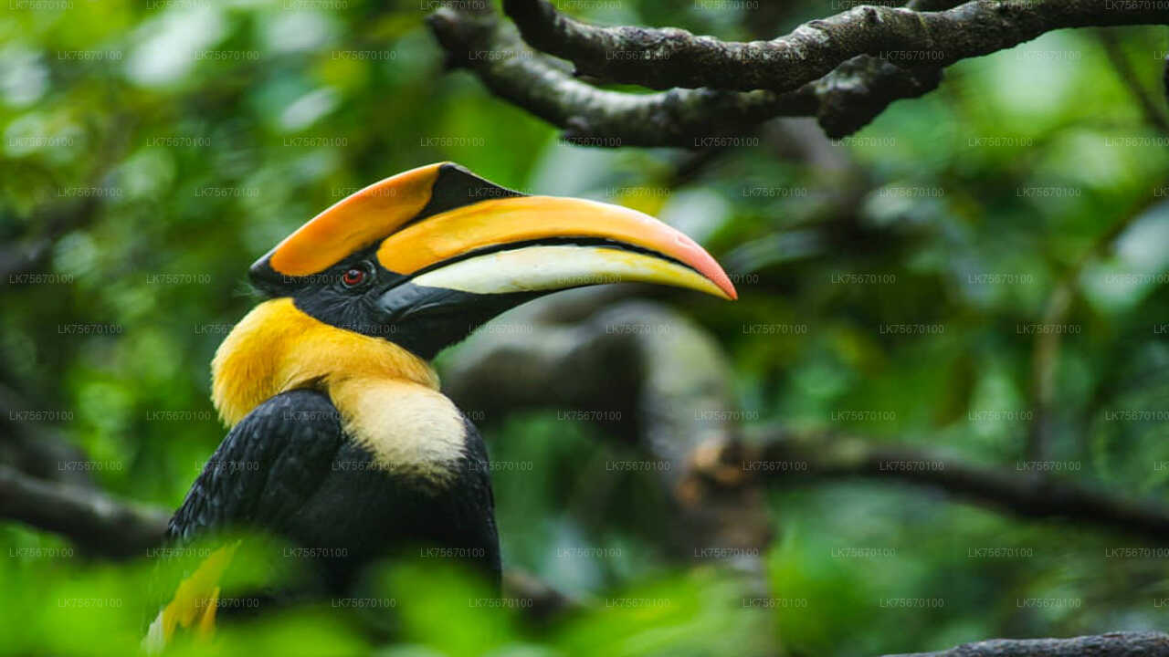 Vogelbeobachtung im Anawilundawa Sanctuary