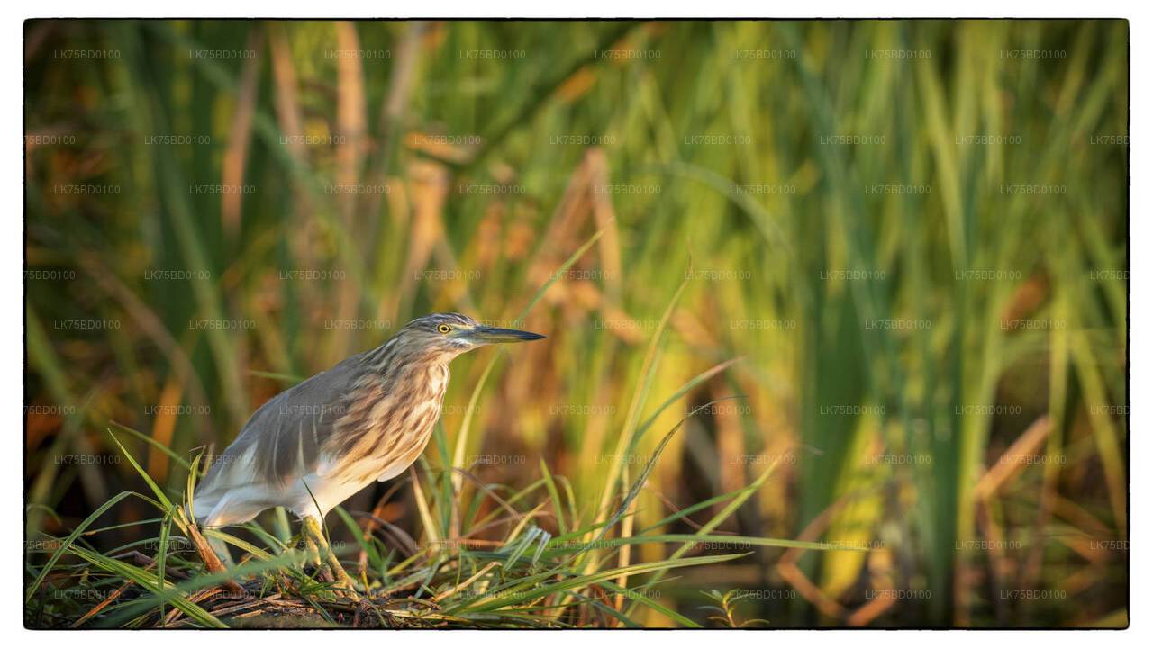 Bundala-Nationalpark-Safari ab Tissamaharama