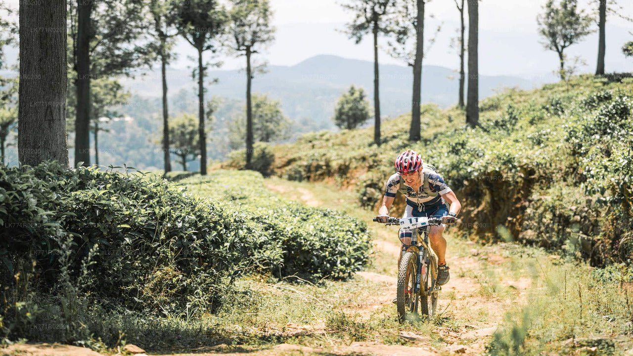 Teewege mit dem Fahrrad von Nuwara Eliya aus