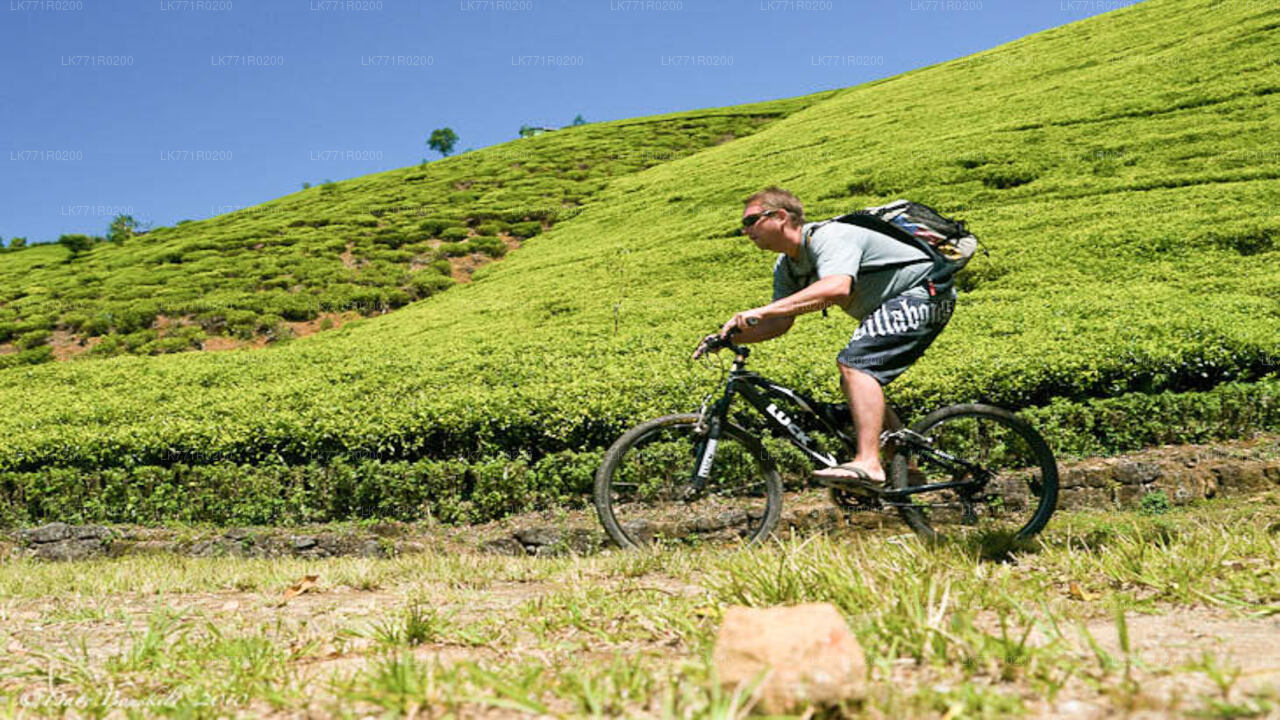 Teewege mit dem Fahrrad von Nuwara Eliya aus