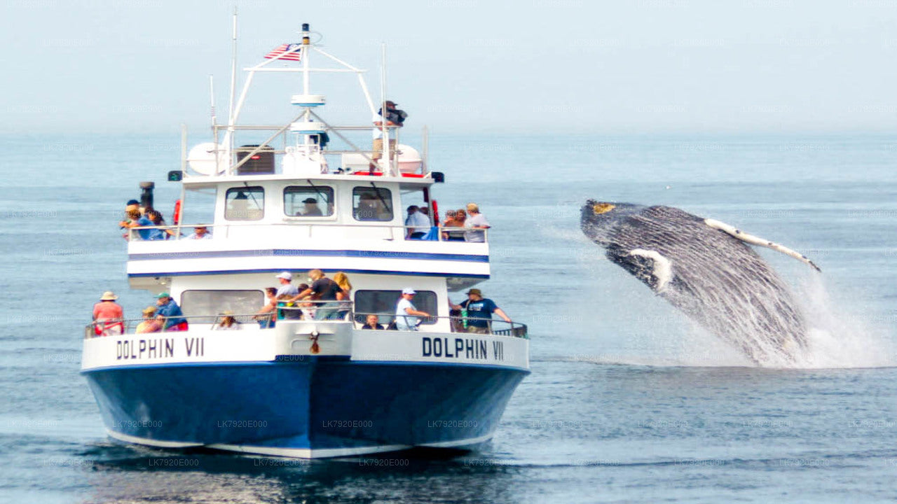 3-tägiger Segelkreuzfahrturlaub ab Jaffna