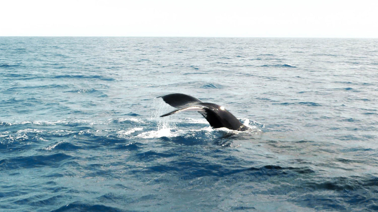 3-tägiger Segelkreuzfahrturlaub ab Jaffna