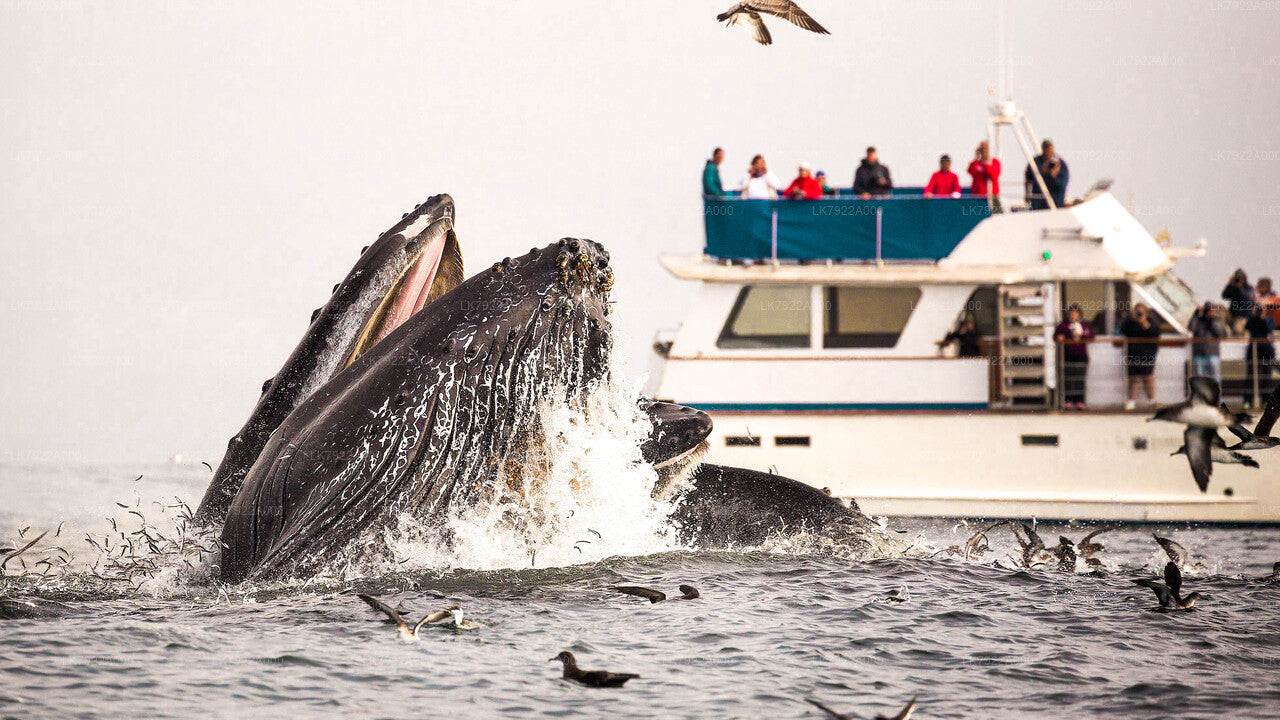 Walbeobachtungs-Yachttour ab Trincomalee