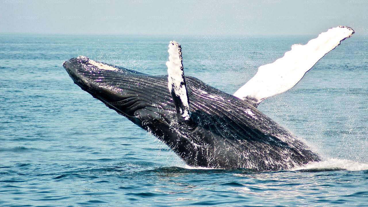 Walbeobachtungs-Yachttour ab Trincomalee
