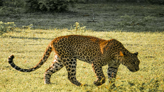 Safari im Yala-Nationalpark ab dem Hafen Hambantota
