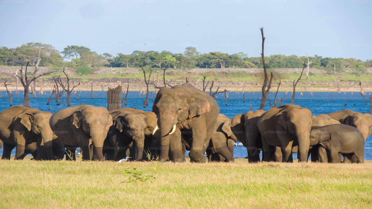 Private Safari im Kaudulla-Nationalpark mit Naturforscher
