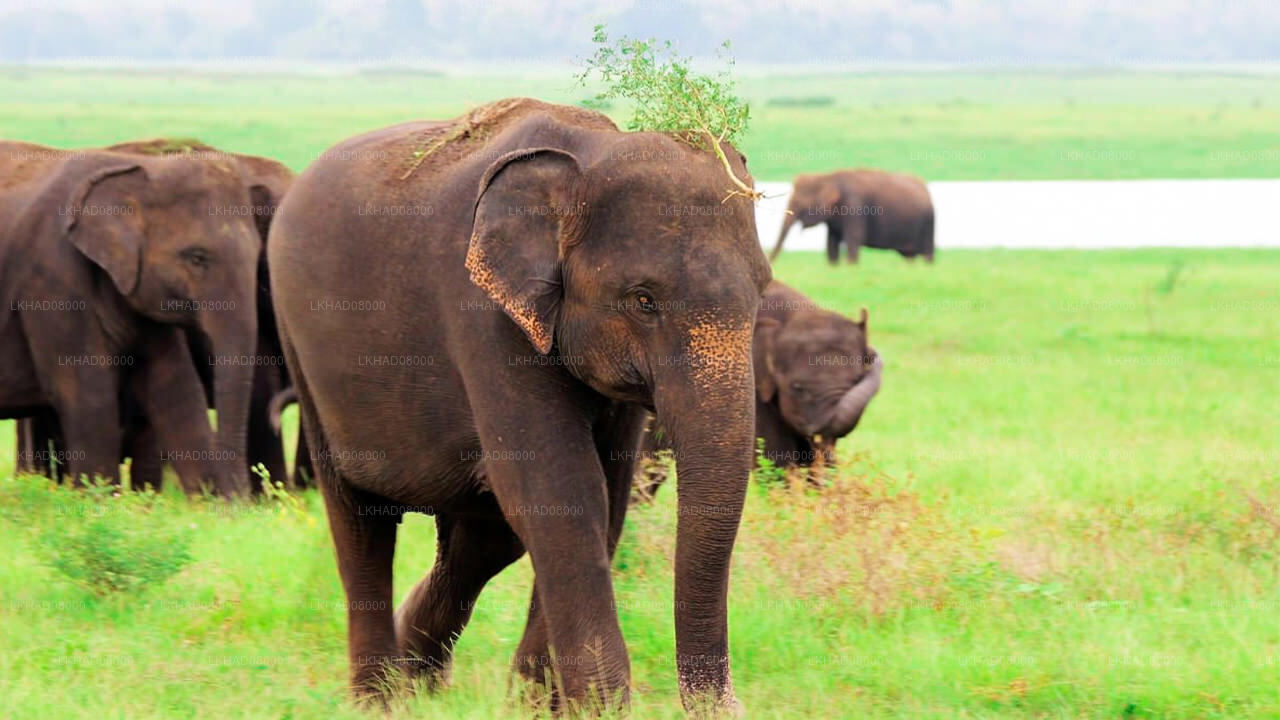 Private Safari im Kaudulla-Nationalpark mit Naturforscher