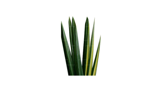 Lakpura Hala Leaf (20 Blätter) Medium