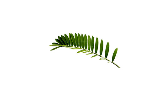 Lakpura Papppalme (20 Blätter), mittelgroß