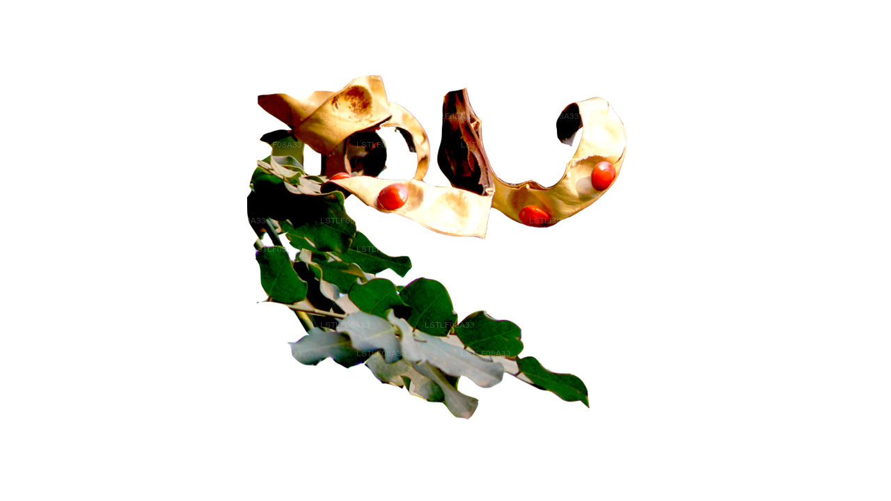 Lakpura Madatiya Seeds (rote Samen, dekorative Samen) 250 Samen