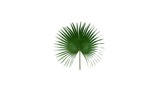 Lakpura Chinesische Fächerpalme (20 Blätter), mittelgroß