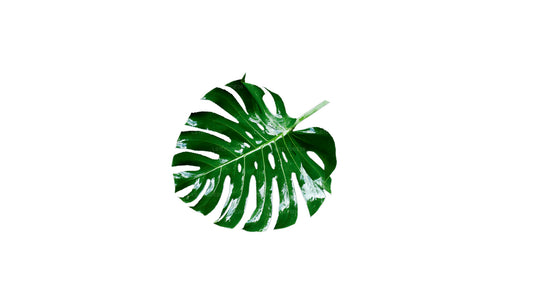 Lakpura Monstera Deliciosa (20 Blätter) Mittelgroß