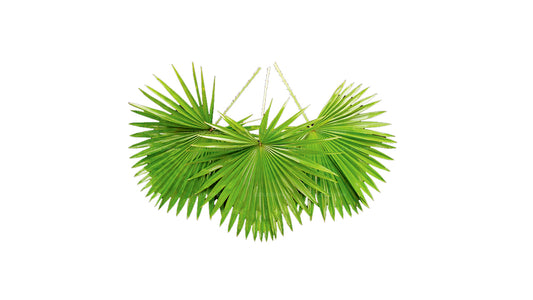 Lakpura Livistona Rotundifolia (20 Blätter) Mittelgroß
