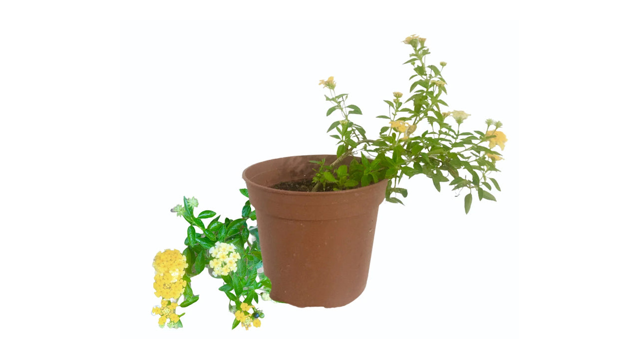 Lakpura Lantana Pflanze