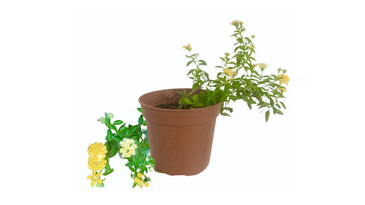Lakpura Lantana Pflanze