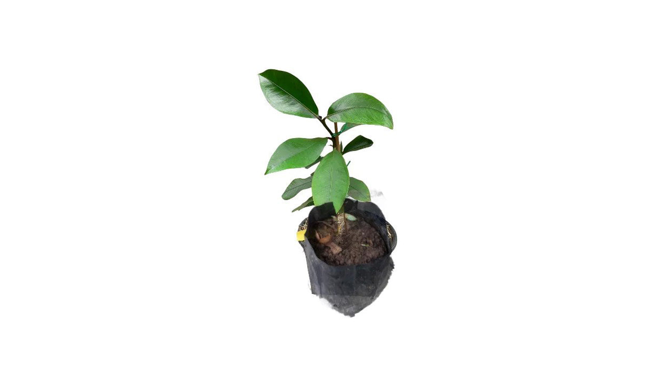 Lakpura Mangostan (Mangus) veredelte Pflanze