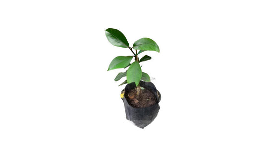 Lakpura-Mangostanpflanze (Mangus).