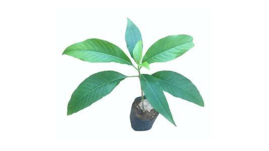 Pawatta (Adathoda) Pflanzen