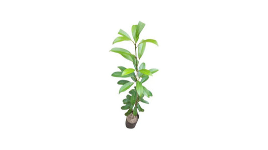 Lakpura Sapadilla veredelte Pflanze