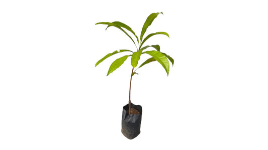 Lakpura Sapote (Lavalu) veredelte Pflanze